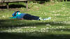 _A009511cr.jpg